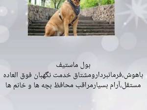 تربیت حرفه ای سگ در گیلان