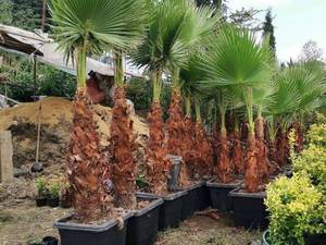 فروش پالم  واشنگتن در مازندران