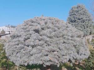 درختچه های زینتی 