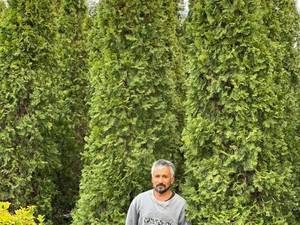 کاج تویا امریکایی در مازندران