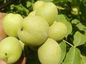 پرورش ارقام گردو ژنوتیپ