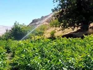 سیستم قطره بارانی کردن در کرمانشاه