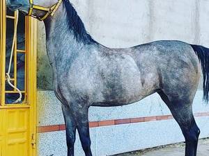 خرید و فروش مادیان های اصیل در زید آباد