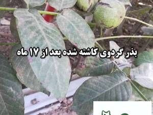 تولید و پرورش انواع نهال گردو درآذربایجان غربی