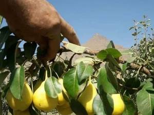 قیمت نهال گلابی