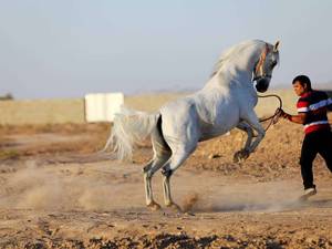 مجموعه پرورش اسب خالص ایرانی (عرب) در سیرجان
