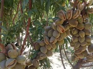 نهال بادام خوشه ای در فارس