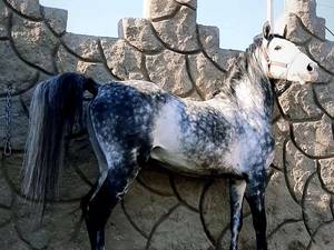 خرید و  فروش اسب  اصیل در سیرجان
