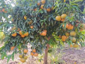 خوشمزه ترین نارنگی در دزفول