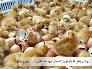نکات مهم برای افزایش راندمان در دوره هچر