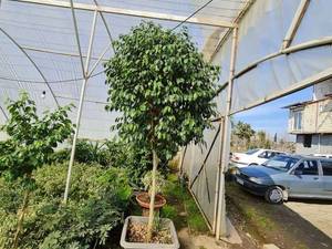 بنجامین  بلک در مازندران