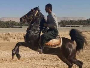 مرکز پرورش اسب دره شوری در کوار