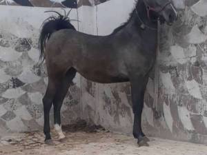 خرید اسب دره شوری در شیراز