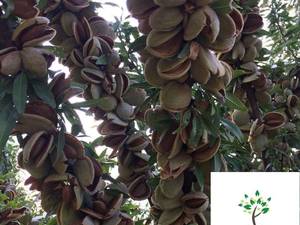 شرایط محیطی و اقلیمی مناسب کاشت بادام
