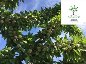 شرایط محیطی بادام