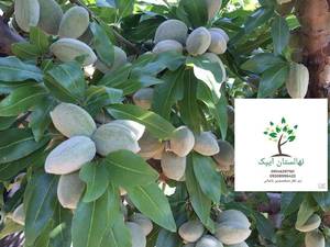 موقعیت مکانی و خاک مناسب بادام