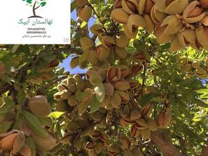 نکته مهم درمورد احداث باغ بادام در تبریز