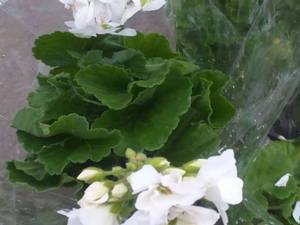 خرید شمعدانی هلندی در رشت