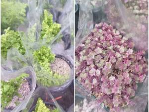 خرید چمن و موشی در رشت