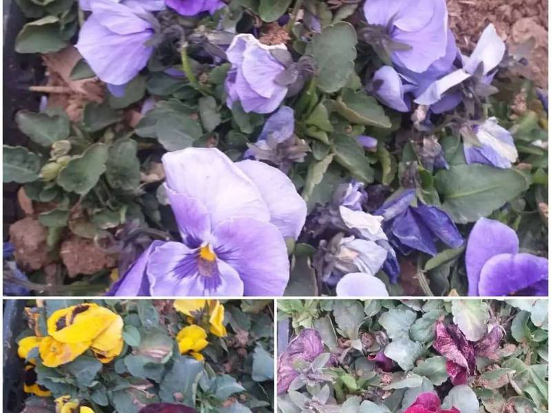 خرید گل بنفشه در رشت