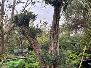 فروش درخت زیتون کهنسال درچابکسر گیلان