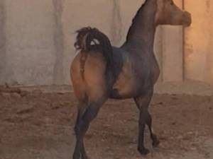 پرورش کره ماده در سیرجان