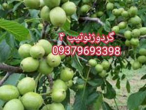 گردوژنوتیپ اصل