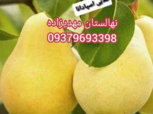 خرید نهال گلابی بیروتی درمیاندوآب