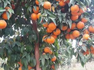فروش نهال مرکبات در  دزفول