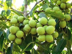 نهال گردو (چندلر)