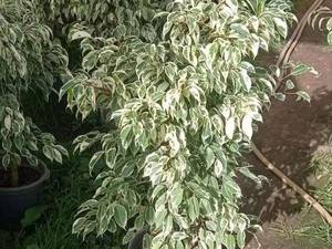 فروش عمده بنجامین ابلق در گیلان