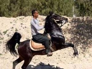 پرورش و فروش  اسب  دره شوری در شیراز