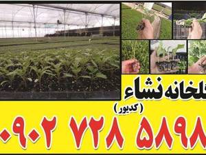 گلخانه مکانیزه تولید نشا در همدان