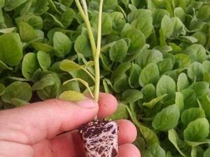 پرورش نشا بادمجان لامپی