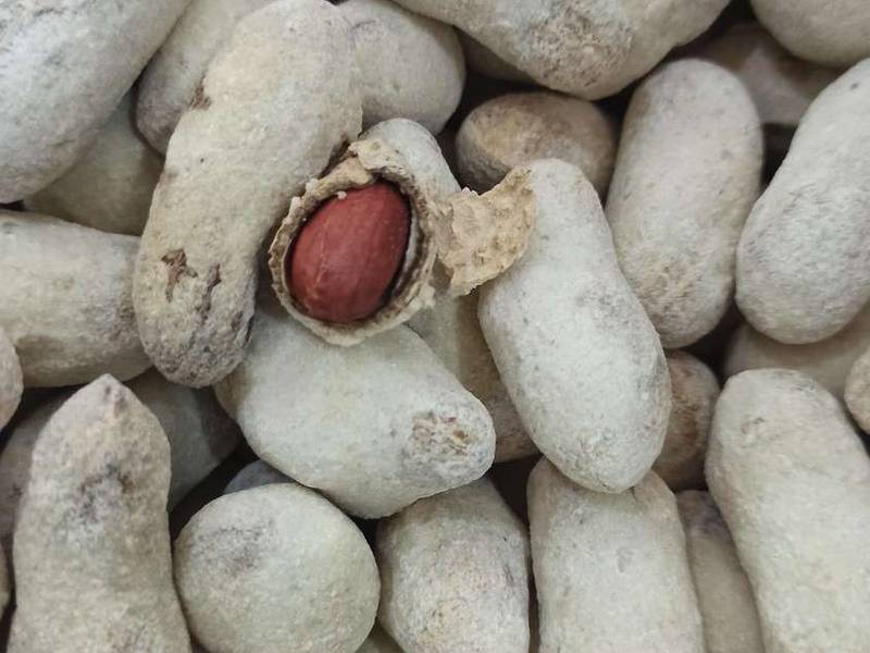 قیمت بادام زمینی پر نمک در شیراز
