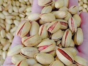 فروش نهال پسته در میاندوآب
