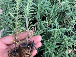نشاءگیاه رزماری در فارس