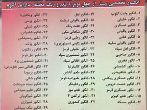 پرورش بهترین نوع انگور در مشهد