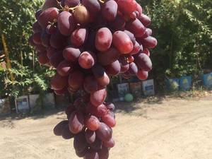 پرورش بهترین نوع انگور در مشهد