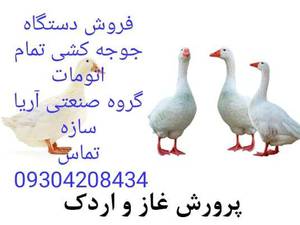 کسب درامد از جوجه کشی