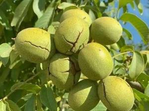 مغز گردو ژنوتیپ درشت و سفید