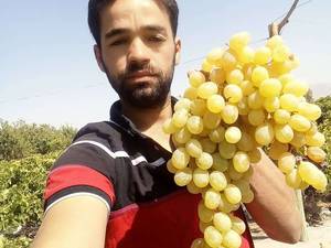 فروش نهال انگور بی دانه در قزوین