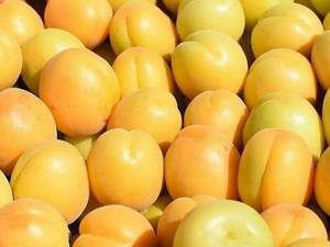 فروش نهال زردآلو در میاندوآب