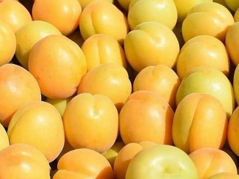 فروش نهال زردآلو در میاندوآب