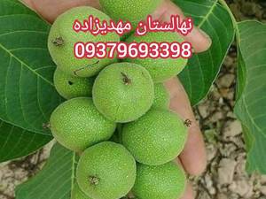 گردو خوشه ای کانادایی