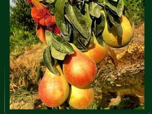 نهال  گلابی کوشیا در میاندوآب