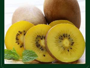 پرورش  کیوی طلایی در میاندوآب