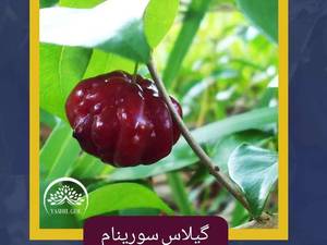 گیلاس سورینام یا "پیتانگا" در میاندوآب