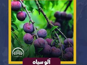 نهال آلو سیاه در میاندوآب