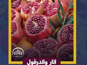 نهال انار واندرفول در میاندوآب